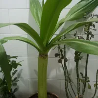 گل سوسن چندساله سرحال