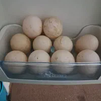 تخم اردک خارجی