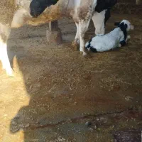 باسلام یک گوساله 2روزه شیری