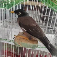 مرغ مینا سخنگو معاوضه