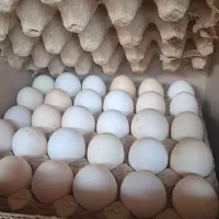 فروش تخم مرغ بومی وانواع نژادها،ووزنها فقط تماس|خوردنی و آشامیدنی|اصفهان, عاشق‌آباد|دیوار