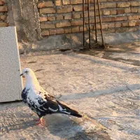 پرشی صد در صد تضمین بالای 7 ساعت