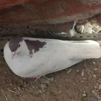 معاوضه با ماده|پرنده|ماهنشان, |دیوار