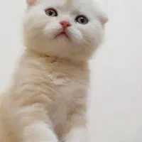 اسکاتیش و بریتیش دو ماهه