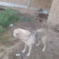 سگ عراقی ماده