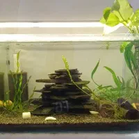 ماهی ،میگو، گیاه،آکواریوم