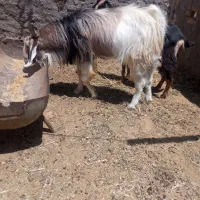 نر بز