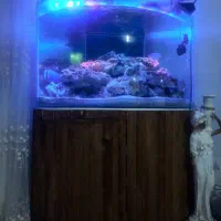 اکواریوم تمام مجهز|ماهی|مشهد, بهمن|دیوار