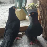 کبوتر صرب.کله دم سبز نر و ماده