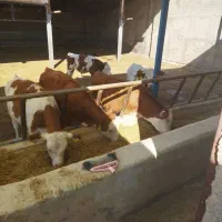 گوساله نر سیمنتال درجه یک|حیوانات مزرعه|کرج, فاز ۴ مهرشهر|دیوار