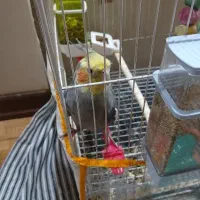 عروس هلندی سیامون اهلی سخنگو