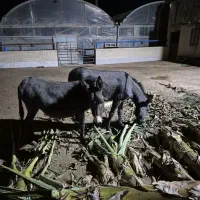 فروش الاغ و کره خر ماده|حیوانات مزرعه|اشکذر, |دیوار