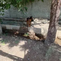 سگ ژرمن نر|سگ|قزوین, |دیوار