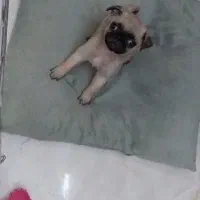 سگ پاگ تربیت شده شناسنامه دار واکسن زده