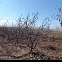 خرید و برش چوب تیلر زدن|خدمات باغبانی و درختکاری|دورود, |دیوار