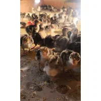 جوجه بوقلمون ۸ روزه