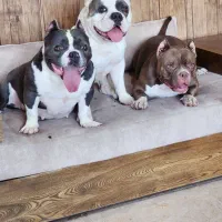 اگزو بولی|سگ|تهران, تهرانپارس شرقی|دیوار