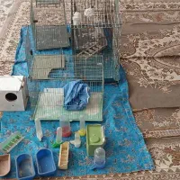 قفس|لوازم جانبی حیوانات|کرج, اکبرآباد|دیوار