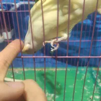 کوتوله برزیلی دستی|پرنده|مبارکه, |دیوار