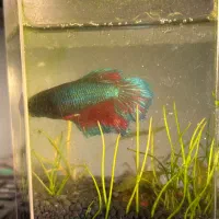 فایتر پلاکت|ماهی|تهران, فردوس|دیوار