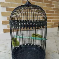 قفس پرنده
