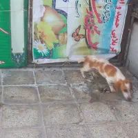 داشهوند(سوسیسی)