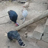 بوقلمون تخم گذار سالم|پرنده|اندیکا, |دیوار