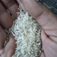 برنج فجر سوزنی|خوردنی و آشامیدنی|خان ببین, |دیوار