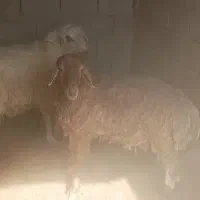 بره نر