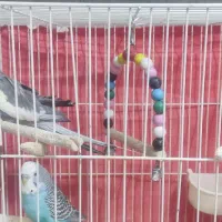 مرغ عشق و عروس هلندی