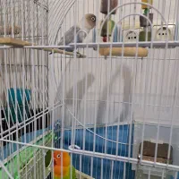 طوطی کوتوله برزیلی|پرنده|سلطانیه, |دیوار