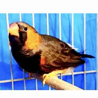 فنچ کینگ اروپایی بلک بادی نر دو عدد