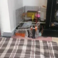 مرغ عشق گم شده