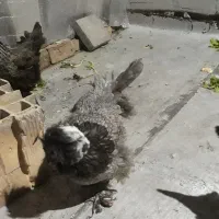 فروش مرغ سلطان|حیوانات مزرعه|اندیشه, اندیشه فاز ۵|دیوار