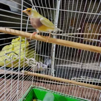 گلدین ماده زرد سرنارنجی معاوضه بانرسرنارنجی