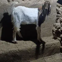 بزغاله نر پاکستانی اصل