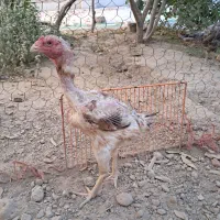 مرغ لاری افغان