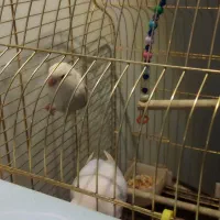 طوطی برزیلی