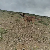 ماده پژدر