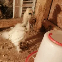 تخم نطفه دار مرغ زیبای ابریشمی