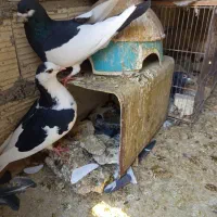 کبوتر یال دم نر .ماده پشتی|پرنده|شیراز, شیخ علی چوپان|دیوار