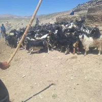 فروش ۵۰۰عدد بزغاله نر|حیوانات مزرعه|اصفهان, باغ فدک|دیوار