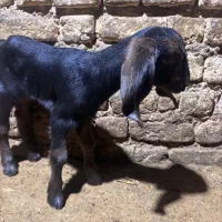 کهره شیری دو روزه