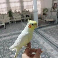 عروس هلندی|پرنده|قم, ولیعصر|دیوار