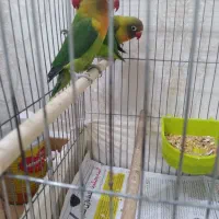 طوطی کوتوله برزیلی سه ماه سالم باهوش|پرنده|رشت, حمیدیان|دیوار