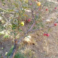 هرس درختان میوه