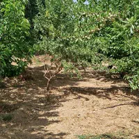 فروش زمین ۱۰۰۰ متری محدود پل زمانخان|فروش زمین و ملک کلنگی|شاهین‌شهر, طالقانی|دیوار