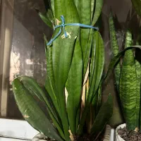 گل خانگی|گل و گیاه طبیعی|رشت, باهنر|دیوار