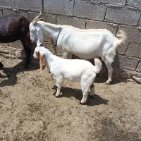 فروش بز دوقلو