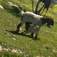 چند راس گوسفند نر و ماده